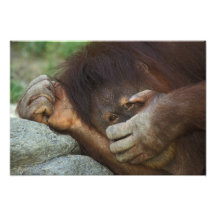 Sumatran Orangutan, Pongo pygmaeus Photo Print