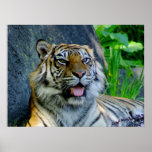 Sumatran Tiger print
