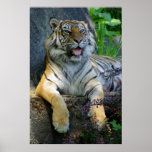 Sumatran Tiger print