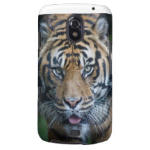 Sumatran Tiger Samsung Galaxy Nexus Case