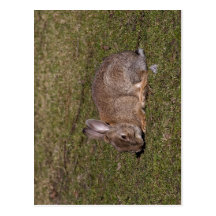 Summary Description Oryctolagus cuniculus European Postcards
