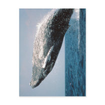 Summary Humpback Whale ( Megaptera novaeangliae )