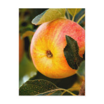 Summer Apples Postcards
