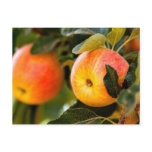 Summer Apples Postcards