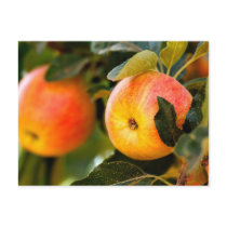 Summer Apples Postcards