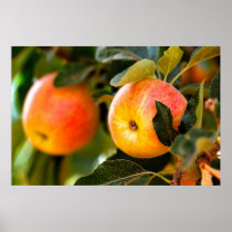 Summer Apples Print