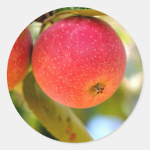 Summer Apples Round Stickers