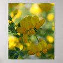 Summer Beauty posters