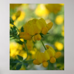 Summer Beauty posters