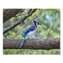 Summer Blue Jay Photograph