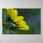 Summer Colors Posters
