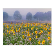 Summer fields post card