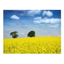Summer Fields Post Card