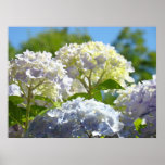 Summer Floral art prints Hydrangea Flowers