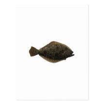 Summer Flounder Post Cards