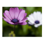 Summer Flowers Postcards