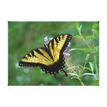 Summer Fly-ers! Stretched Canvas Print