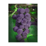 Summer Grapes postcards