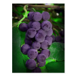 Summer Grapes Postcards