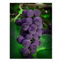 Summer Grapes Postcards