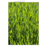 Summer Grass Blank Card