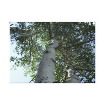 Summer Green Canvas Print
