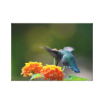 Summer Humming Stretched Canvas Prints