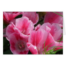 Summer in Bloom Greeting Cards