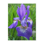 Summer In Maine postcards