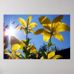 Summer Lilies Series 4
