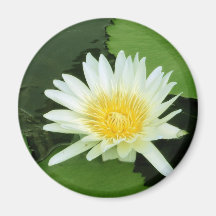Summer Lilypad Magnet