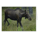 summer moose 3 cards