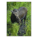 summer moose cards