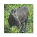 summer moose magnets