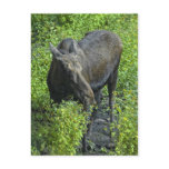 summer Moose postcards