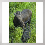 summer moose posters