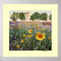 Summer Morning Print