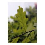 Summer Oak Tree business cards
