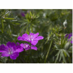 summer purple garden flowers cut out