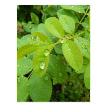 Summer Rain on Plants Post Cards
