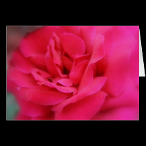Summer Rose cards
