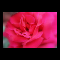 Summer Rose posters