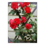 Summer Roses Greeting Cards