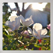 Summer Sun and Wild Roses Poster