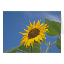 Summer Sunflower Greeting Card
