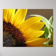 Summer Sunflower Poster