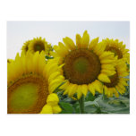 Summer Sunflower Series postcards
