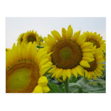 Summer Sunflower Series Postcard
