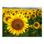 Summer Sunflowers Postcard
