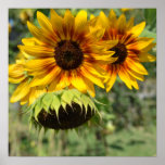 Summer Sunflowers Poster posters